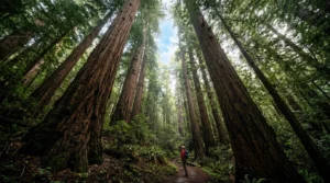 metaphor for tall trees